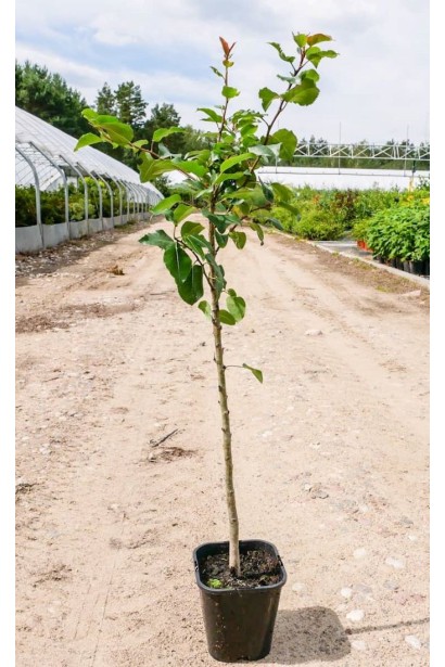 Груша Милена в контейнері Р9